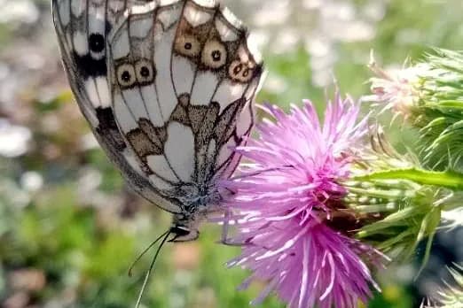 Šahovničar (Melanargia galathea)