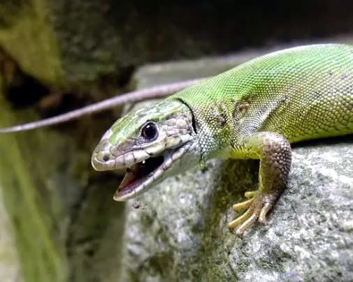 Zelembać (Lacerta viridis)